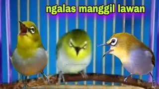 Pleci Gacor Ngalas Manggil Pleci Lain , Perangsang Pleci Biar Gacor