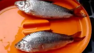 Peixe Biru Da Agua Doce