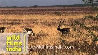 Herd of blackbuck antelope graze in open grassland, Gujarat