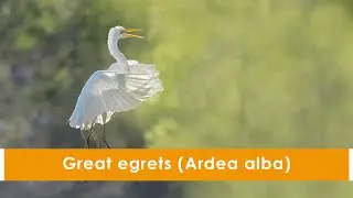 Great egrets (Ardea alba)