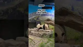 Pandas at Ueno Zoo, Tokyo, Japan
