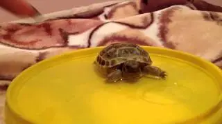 1 days old Baby Russian tortoise soaking