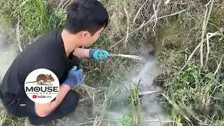 Catching Rats with Smoke Gun & Mustard &ndash; Surprisingly Effective Rat Control