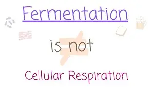 Ethanol and Lactic acid Fermentation
