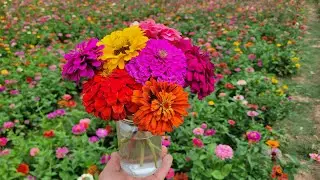Picking Flowers for Farmers Market!