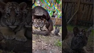 Amazing tiger in Dongbei, China #shorts/中国东北虎林园/中國東北虎林園