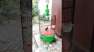 CARA MENGEPORKAN DAN MENJINAKKAN TRUCUK BAHAN DARI OMBYOKAN