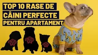 TOP 10 RASE DE CÂINI PERFECTE PENTRU APARTAMENT 💯🏠