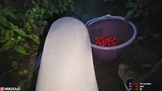🍅小蹦仔農田《2025/4/25》