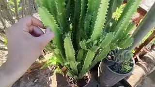 Conheçam o cacto que não é cacto