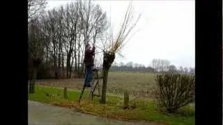 Van wilg tot mand.
