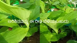 ಅರಿಶಿನ# ತಾರಸಿಯಲ್ಲಿ ಹೀಗೂ ಬೆಳೆಯಬಹುದು# ತಾರಸಿ ತೋಟ🏡💚💚