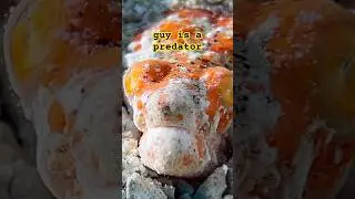 First Thing You See At The Start Of Your Night Dive!