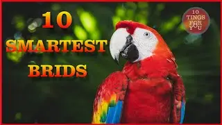 Top 10 smartest birds in the world (introduction of ten smartest birds in the world)