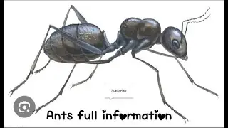 Ants | tolerate Heat that Could kill and animal |it is auspicious to have Black Ants 