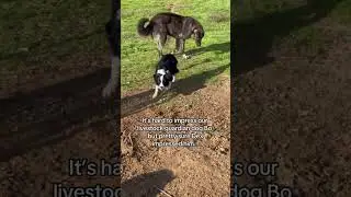 Bo our livestock guardian dog watches Dex our new herding dog in action
