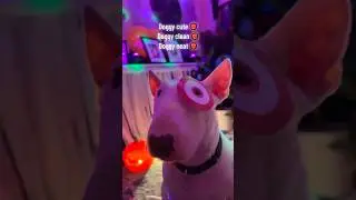 Guess Joy&rsquo;s costume 🎯🐶#dogs #target #shorts