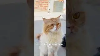 Billu hu bewakoof nhi😱😂😱 #cat #catvideo #viralcat #catcomedy #sajidcat #billucat #catlover