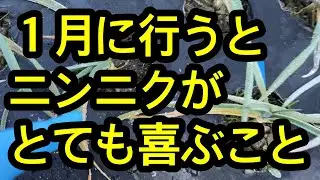 【ニンニク】１月中に必ずニンニクにしておいて欲しい必須作業を解説します。寒いから放置、それ危険です。