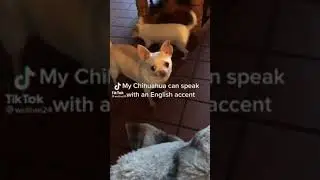 Kiedy Tw&oacute;j pies m&oacute;wi z akcentem