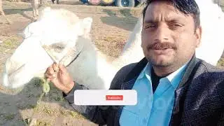 Hamary Gaon Mian Bhot Bhra Camels ||Myla Event Hova  Camel Phadda 