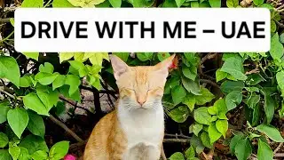 After-Work Drive Live &ndash; Smooth Roads + Chill Chat