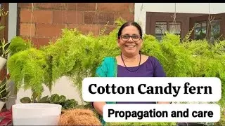 Cotton candy fern - Propagation and Care  #ferns #homegarden #propagation #plantcare #plantcare 