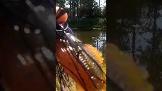 testing the flip-gill on finesse swimjig #bassfishing #6thsensefishing #daiwa #shorts
