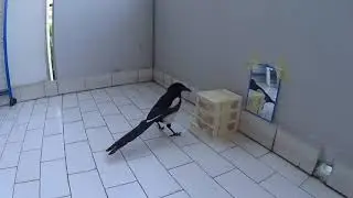 The Magpie's Experiment - Are Magpies Problem Solvers? | 1 |