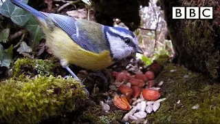 Live Winterwatch: Day 4 🦉 2021 🐾  BBC