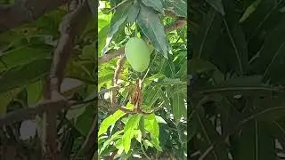 #mango #festival #trending #shortvideo #shorts #viralvideo #highlights #health