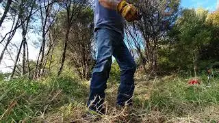Found a live kauri snail (genus paryphanta). Pre excavator.
