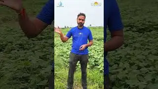 How Check Dams Benefit Entire Villages: The Ripple Effect of Water Conservation