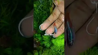 Don&rsquo;t Avoid These ❌ | How to Care 🐟 Your Fish | Planted Aquarium Care✅|#tank #guppy