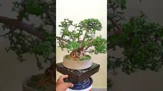 jade bonsai tree pruning