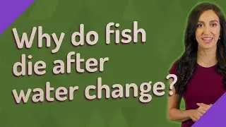 Why do fish die after water change?