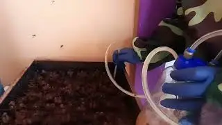 Stingless Bee (Kelulut) - INICE KKTMPJ #INICE #kktmpj