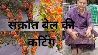 स्वर्णलता How to grow flame vine from cutting #trumpet vine#orangeflower #nature