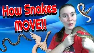 Ever Wonder How Snakes Move?  They Don't Just Slither!!!