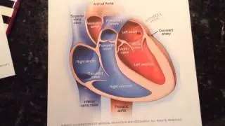 The Four Chambers of the Heart- Anatomy Video