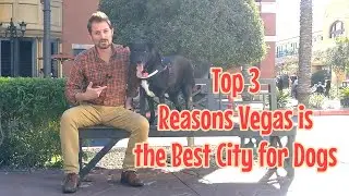 Three Little Known Reasons Las Vegas is the Best City for Dogs