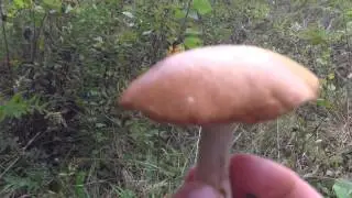 Dotted Stalk Suillus
