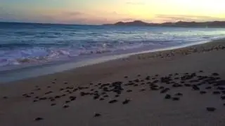 Turtle Los Cabos