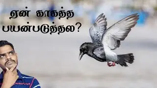 Why pigeon used as a carrier pigeon | புறாக்கள் தூது அனுப்ப காரணம்..