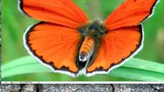 Extract an Object out of a Picture with Adobe Photoshop