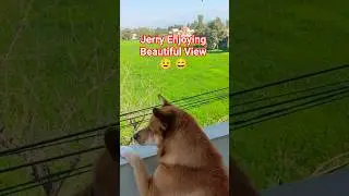 Jerry  Enjoying  Beautiful View 😉 😉#youtube #shortvideo#enjoy #nature#love#trend #music#@Raturipavi#