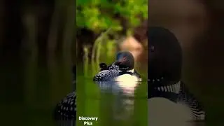 Common loons in maine canunusa atomos,Global loons😯.#discovery#plus#short#video#amazing#mainelife.yt