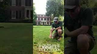 Red Thread - Lawn Fungus - Kyle Wright's Lawn Care