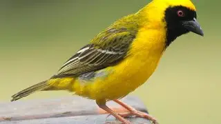 Southern Masked Weaver eating seeds in our garden.