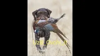 Овчи Ит  UzB #Подписаться Qilishni Unutmang